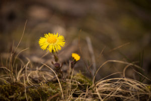 Coltsfoot, Tussilago farfara, Springtime, Finland Coltsfoot, Tussilago farfara, Springtime, Finland
